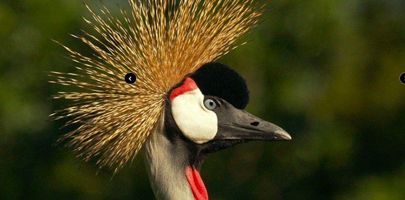 子連れにおすすめ ホノルル動物園はこの時期限定のサンデーナイトツアーも 料金や予約方法は ハワイ 時どき Another